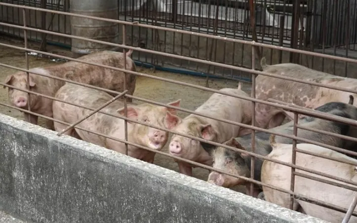 (Ảnh minh họa: CNA)